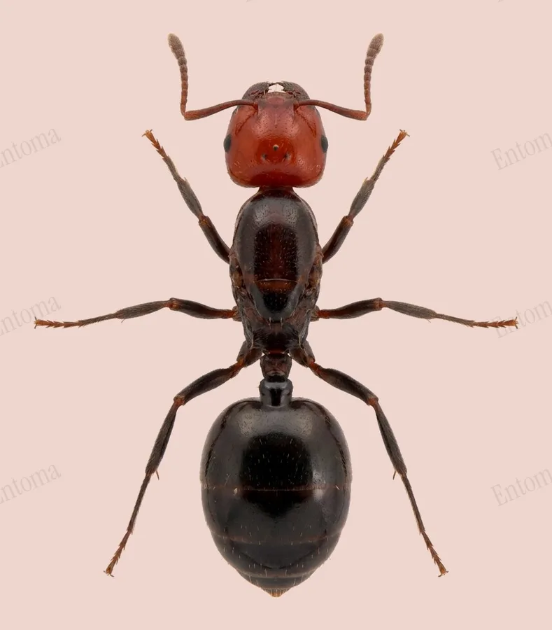 Mediterranean acrobat ant, Crematogaster scutellaris, plate