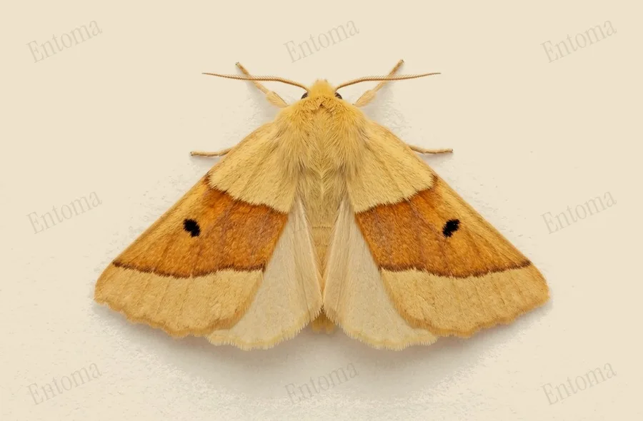 Scalloped oak, Crocallis elinguaria, plate