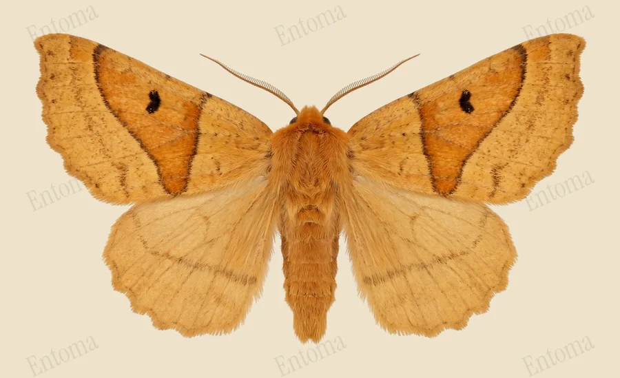 Kortzuiger, Crocallis elinguaria, plaat