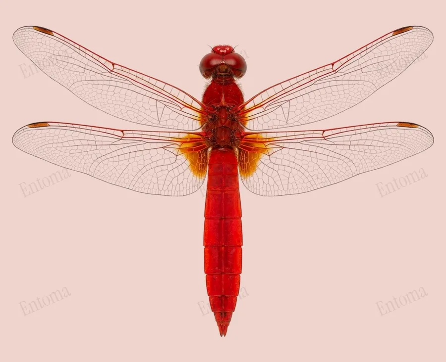 Broad scarlet, Crocothemis erythraea, plate