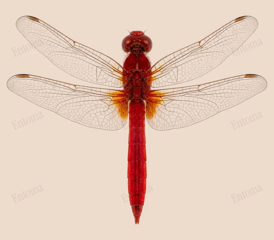 Crocothemis servilia, Crocothemis servilia, lámina