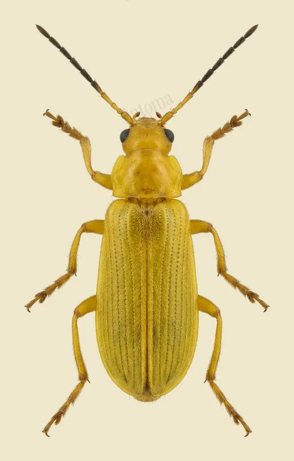 Sulphur beetle, Cteniopus sulphureus, plate