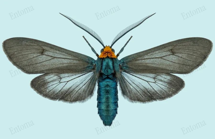 Virginia ctenucha, Ctenucha virginica, plate