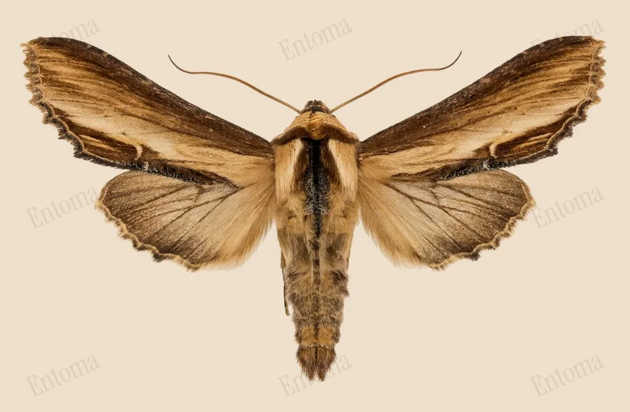 Mullein, Cucullia verbasci, plate