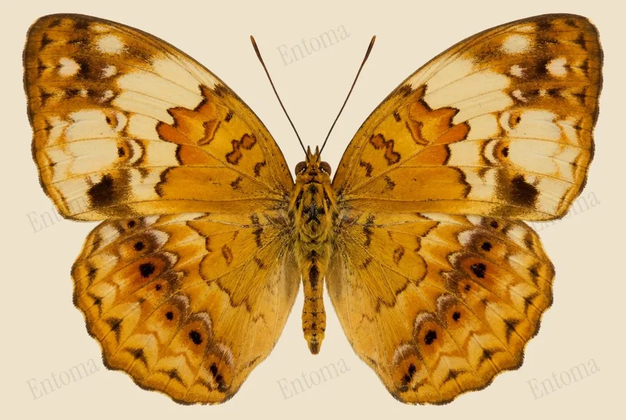Cupha erymanthis, Cupha erymanthis, lámina