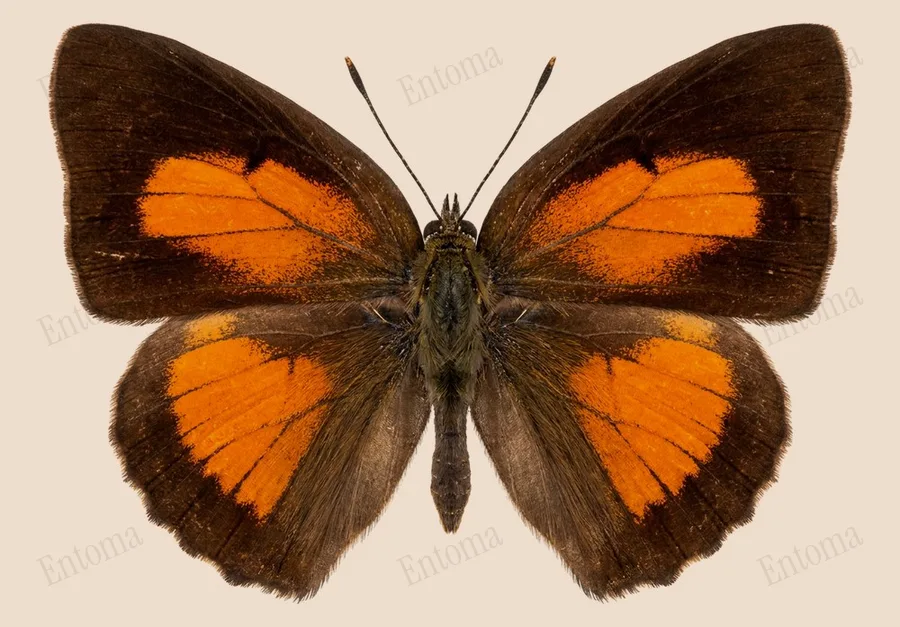 Curetis acuta, Curetis acuta, plaat