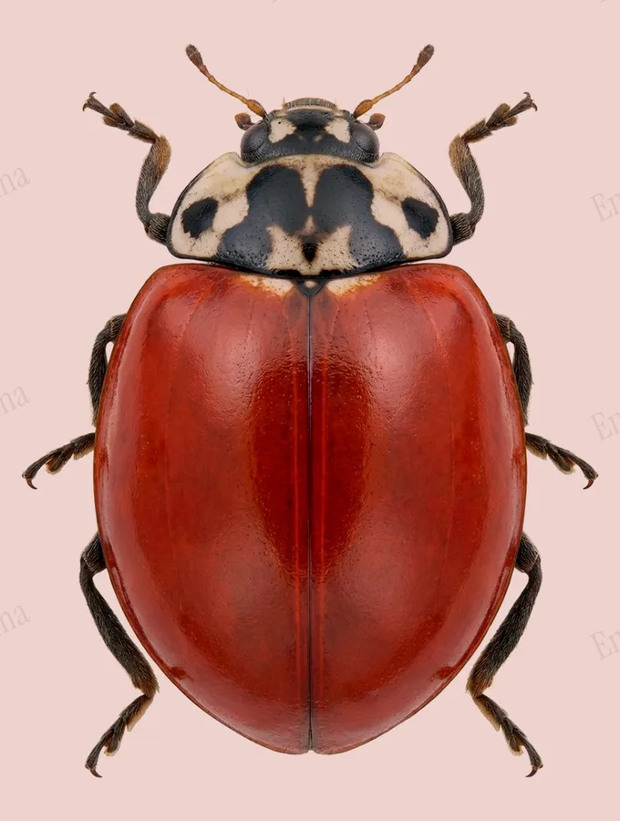 Cycloneda sanguinea, Cycloneda sanguinea, levha