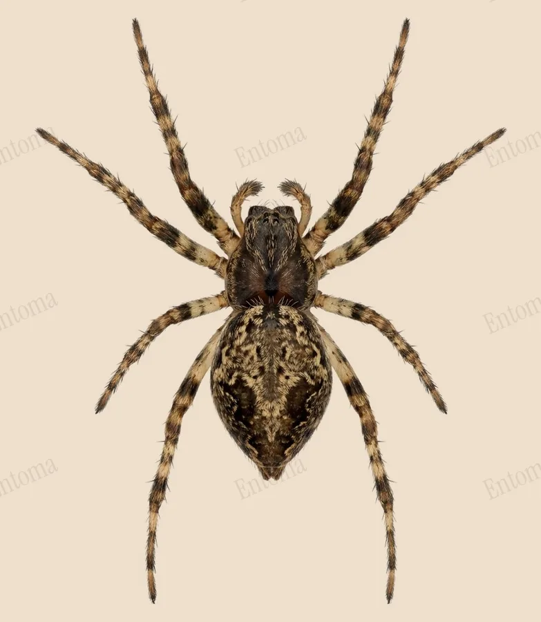 Cyclosa conica, Cyclosa conica, lámina