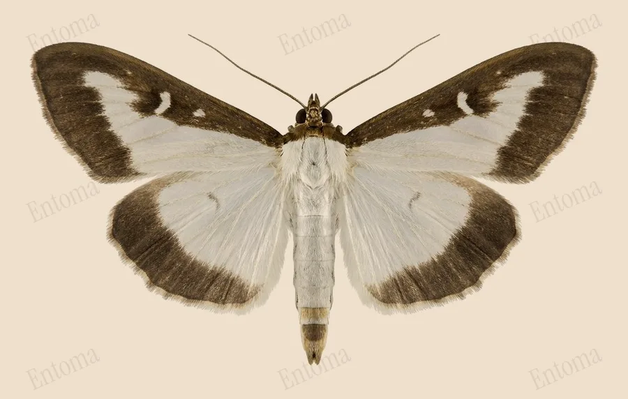 Box tree moth, Cydalima perspectalis, plate