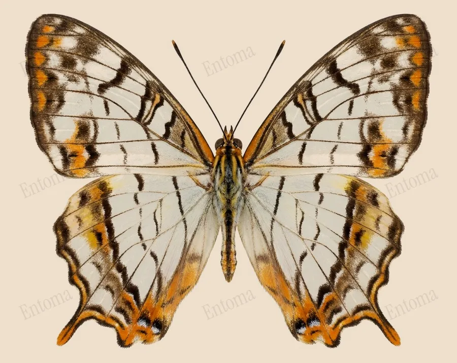 イシガケチョウ（Cyrestis thyodamas）の図版