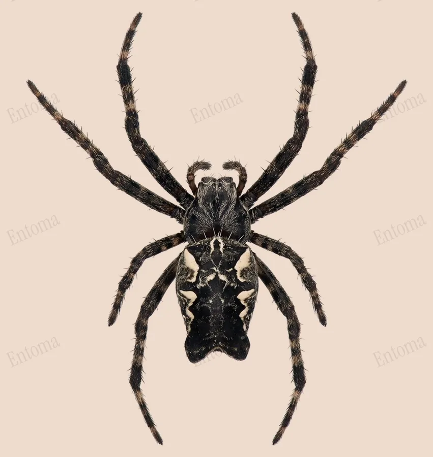 Cyrtophora citricola, Cyrtophora citricola, levha