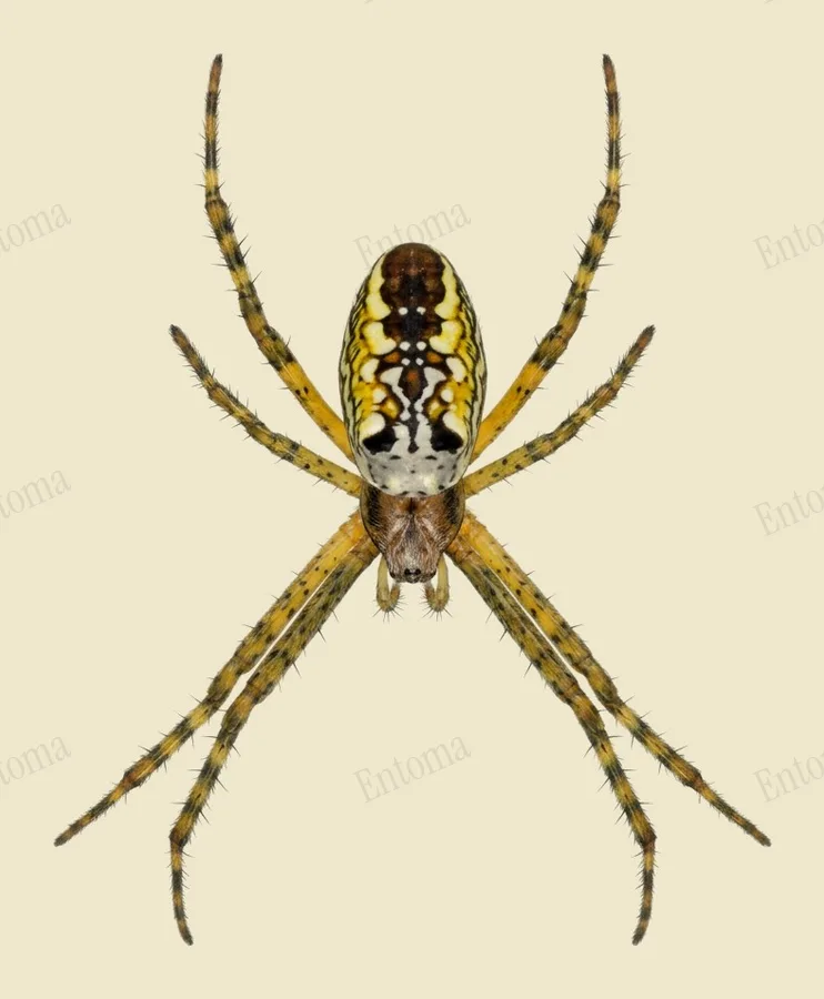 Cyrtophora moluccensis, Cyrtophora moluccensis, plaat