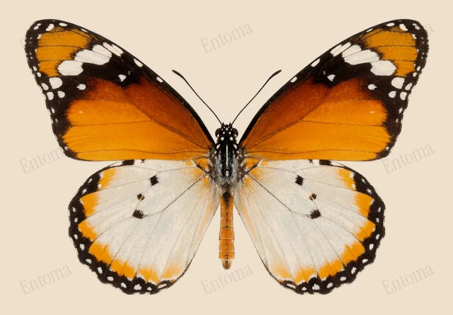 Danaus chrysippus, Danaus chrysippus, tavola