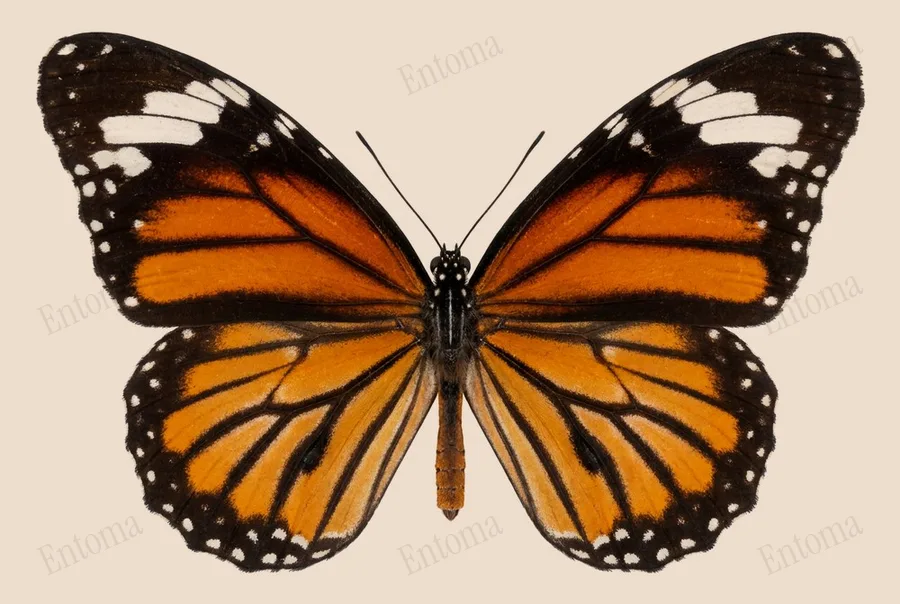 スジグロカバマダラ（Danaus genutia）の図版