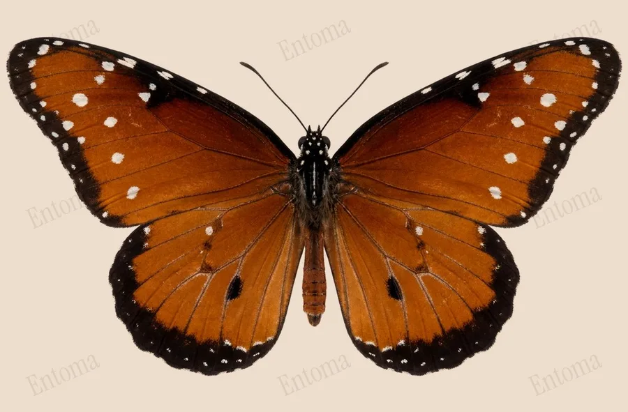 Queen, Danaus gilippus, plate