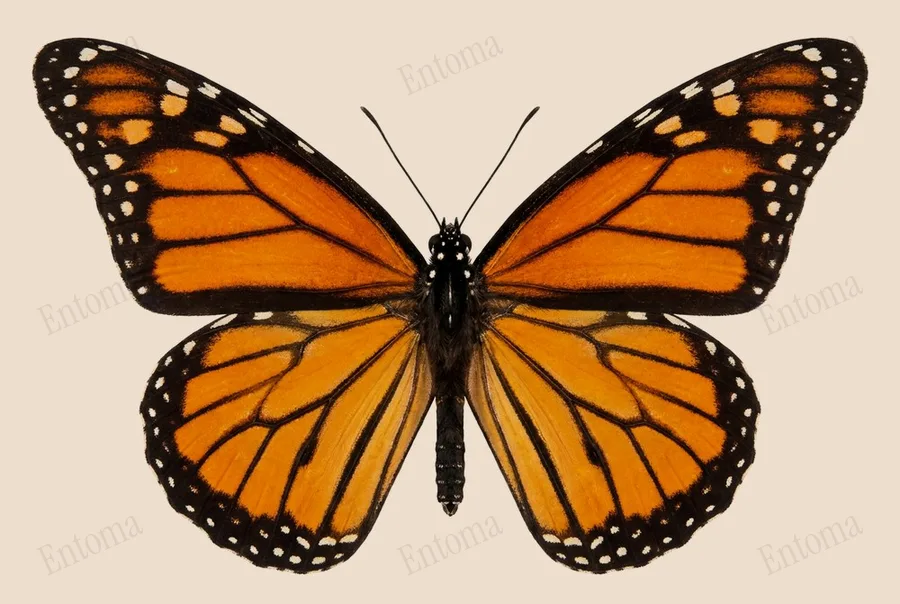 Monarch, Danaus plexippus, plate