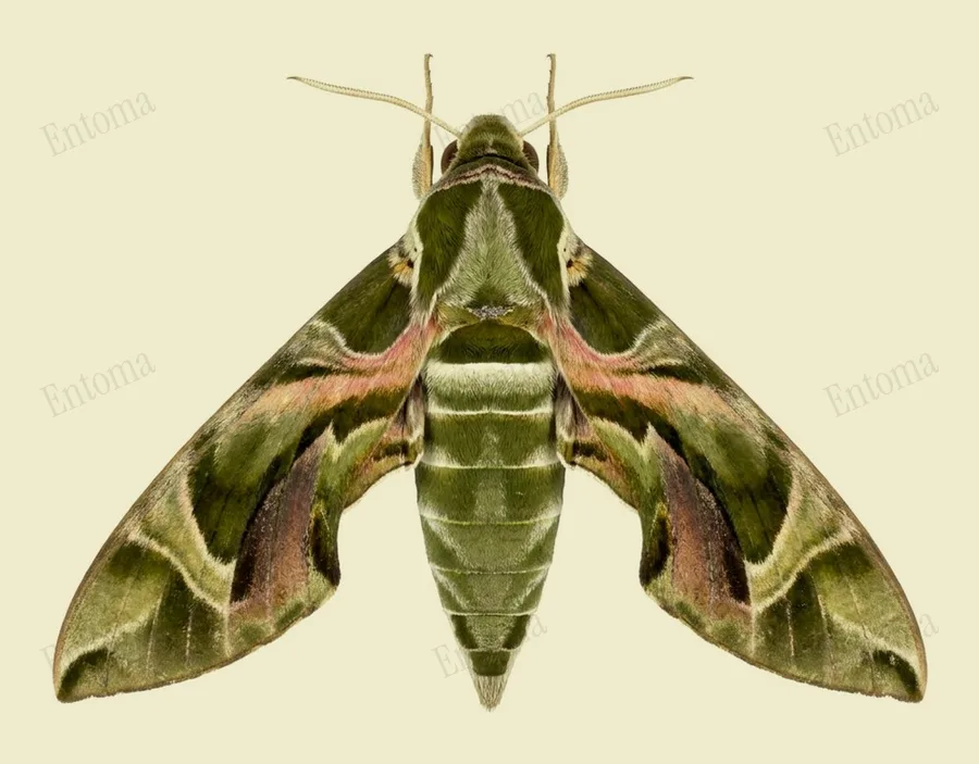 Oleanderpijlstaart, Daphnis nerii, plaat