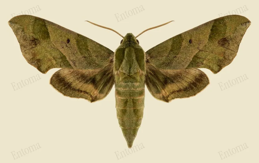 Darapsa myron（Darapsa myron）の図版