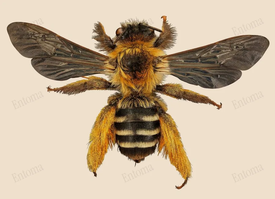 Common pantaloon bee, Dasypoda hirtipes, plate