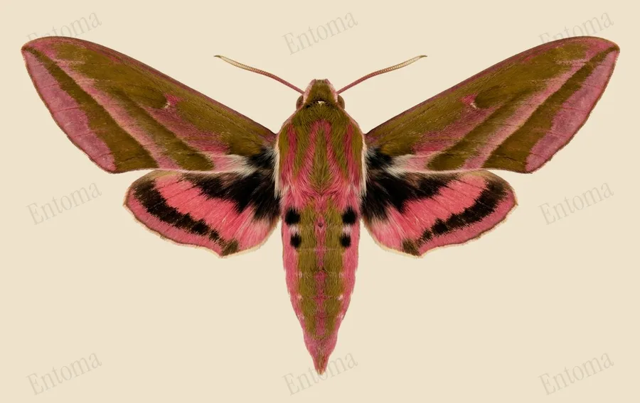 Elephant hawkmoth, Deilephila elpenor, plate
