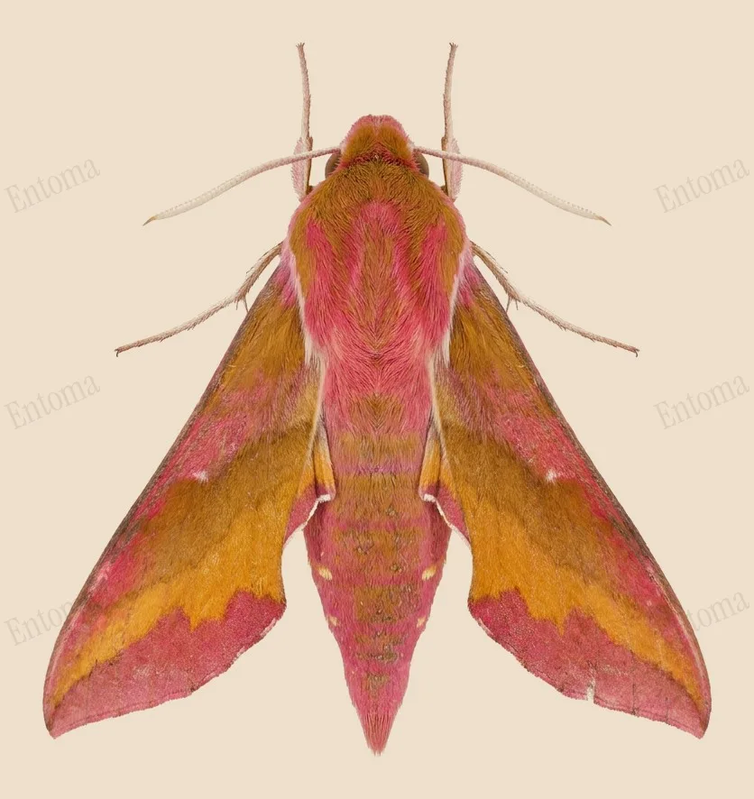 Small elephant hawkmoth, Deilephila porcellus, plate