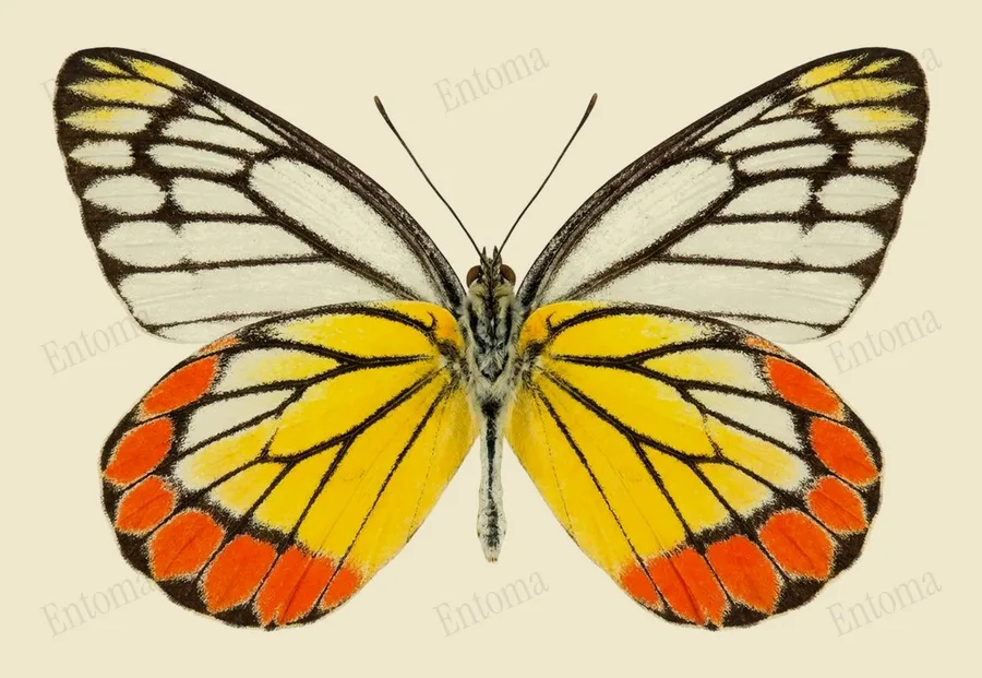 Delias eucharis(Delias eucharis) 도판