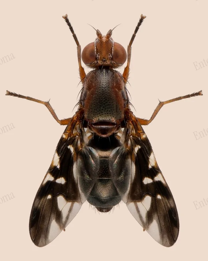 Delphinia picta, Delphinia picta, planche