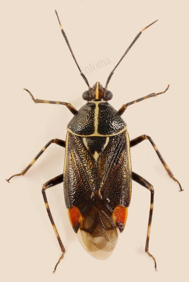 Deraeocoris flavilinea, Deraeocoris flavilinea, plate