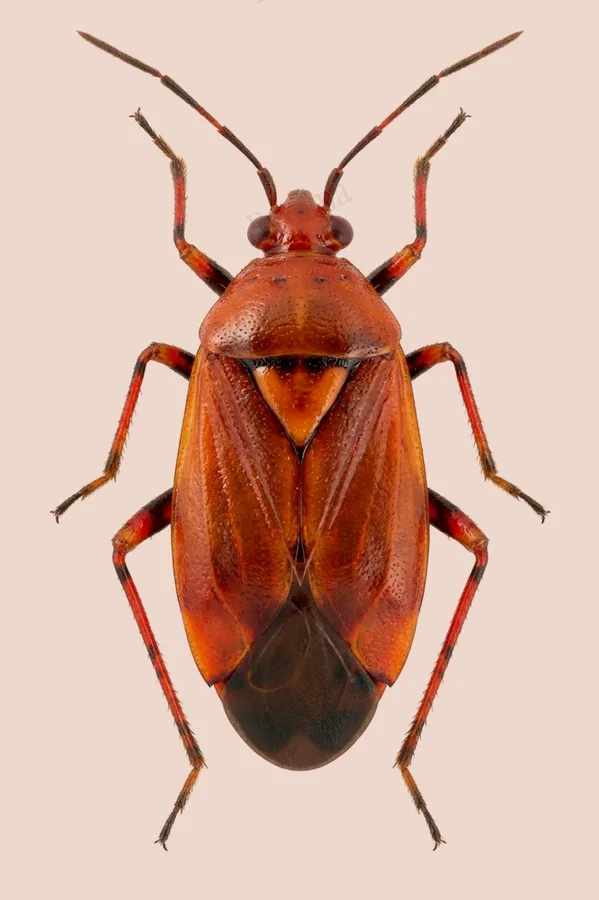 Red-spotted plant bug, Deraeocoris ruber, plate