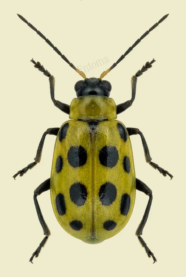 Spotted cucumber beetle, Diabrotica undecimpunctata, plate