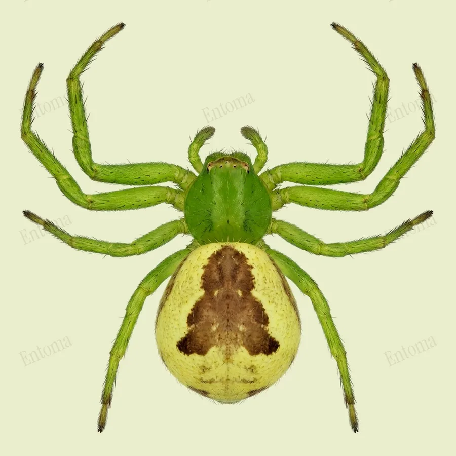 Diaea dorsata, Diaea dorsata, lámina
