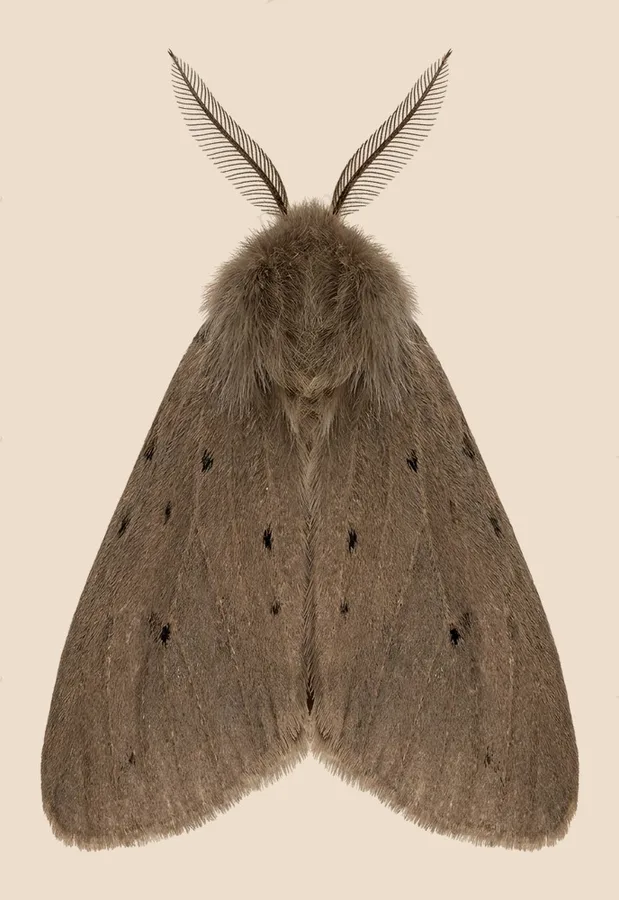 Muslin moth, Diaphora mendica, plate
