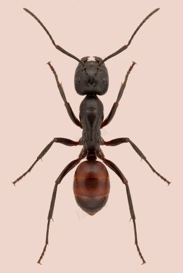 ギガスオオアリ（Dinomyrmex gigas）の図版