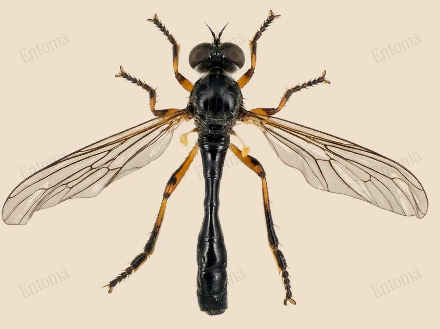 Stripe-legged robber fly, Dioctria hyalipennis, plate