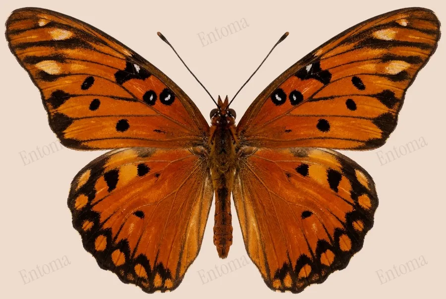 Gulf fritillary, Dione vanillae, plate