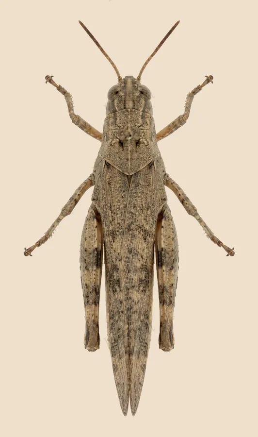 Carolina grasshopper, Dissosteira carolina, plate