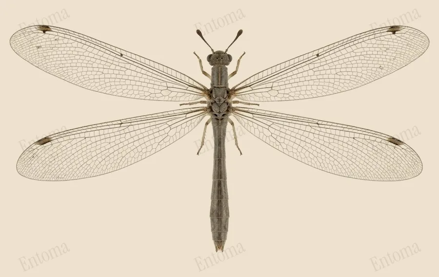 Four-spotted antlion, Distoleon tetragrammicus, plate