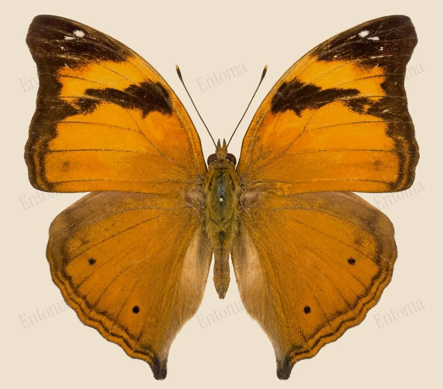 Doleschallia bisaltide, Doleschallia bisaltide, plaat