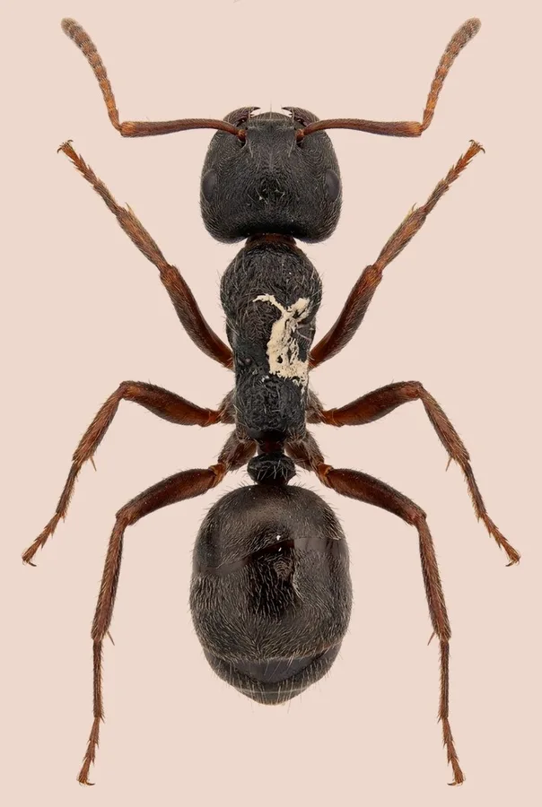 Dolichoderus thoracicus(Dolichoderus thoracicus) 도판