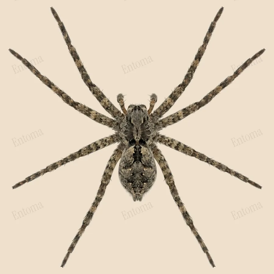 Dolomedes albineus(Dolomedes albineus) 도판