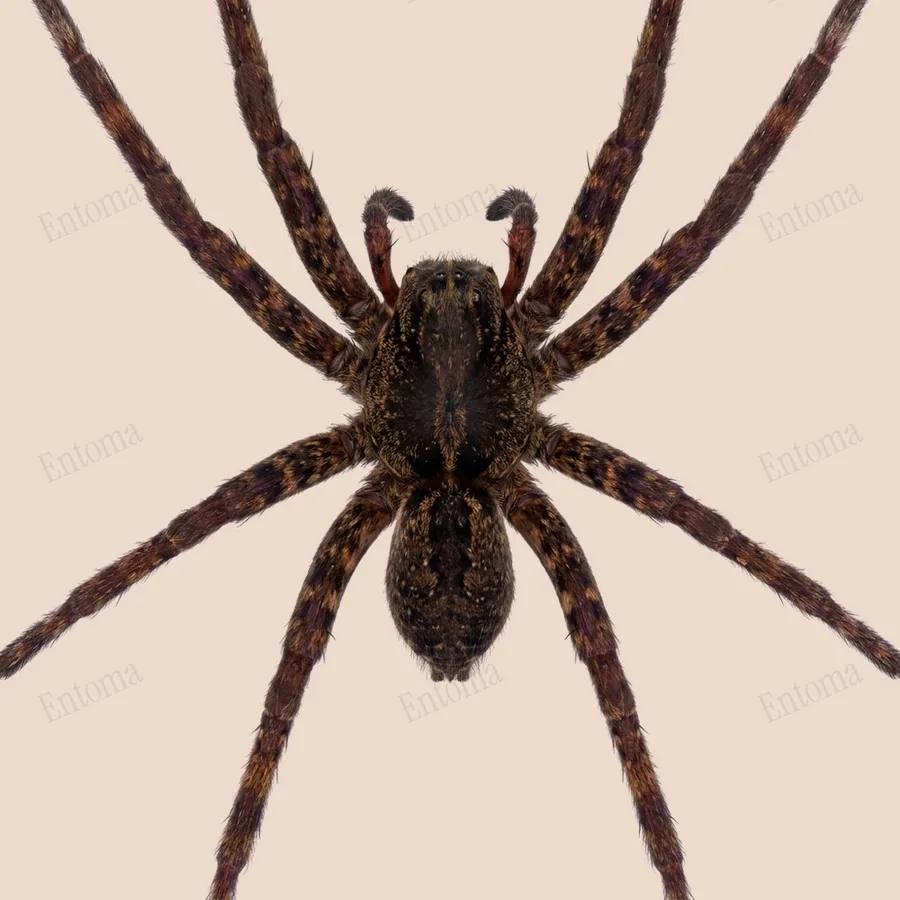 Dolomedes raptor, Dolomedes raptor, tavola