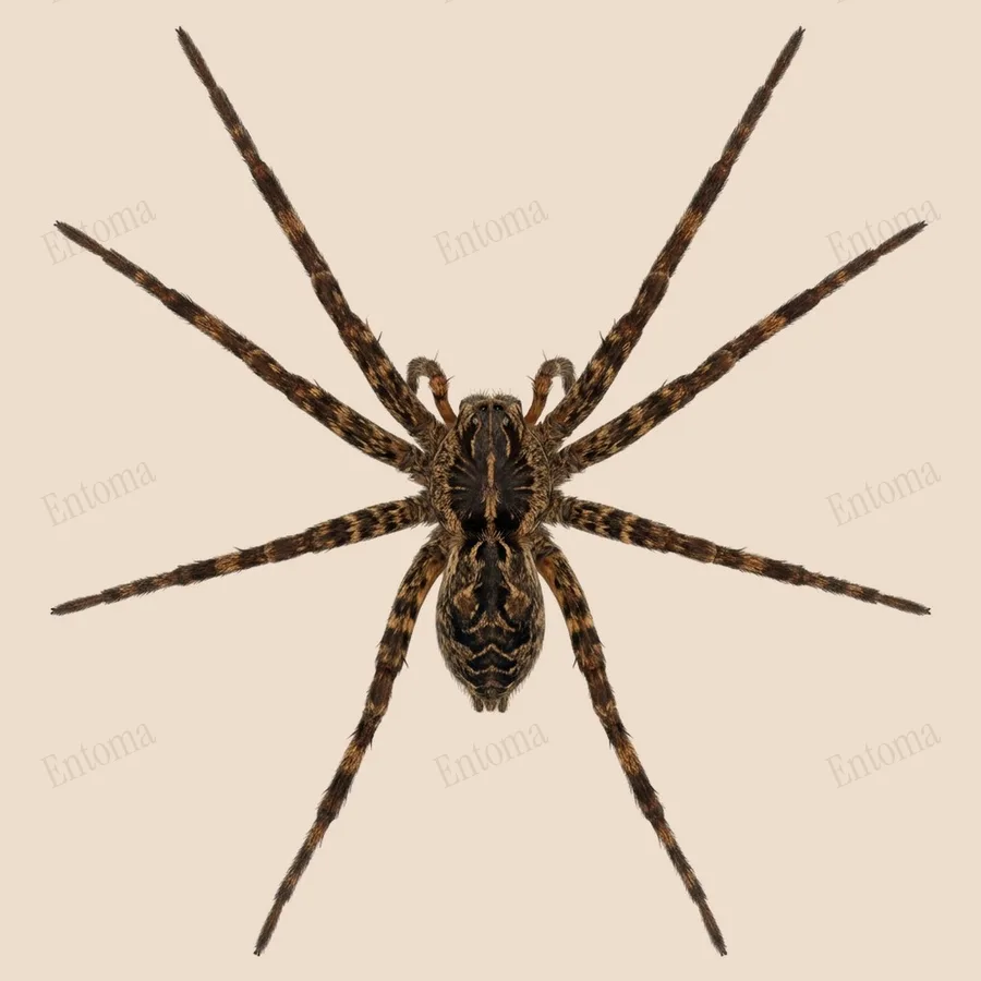 Dolomedes scriptus, Dolomedes scriptus, tavola