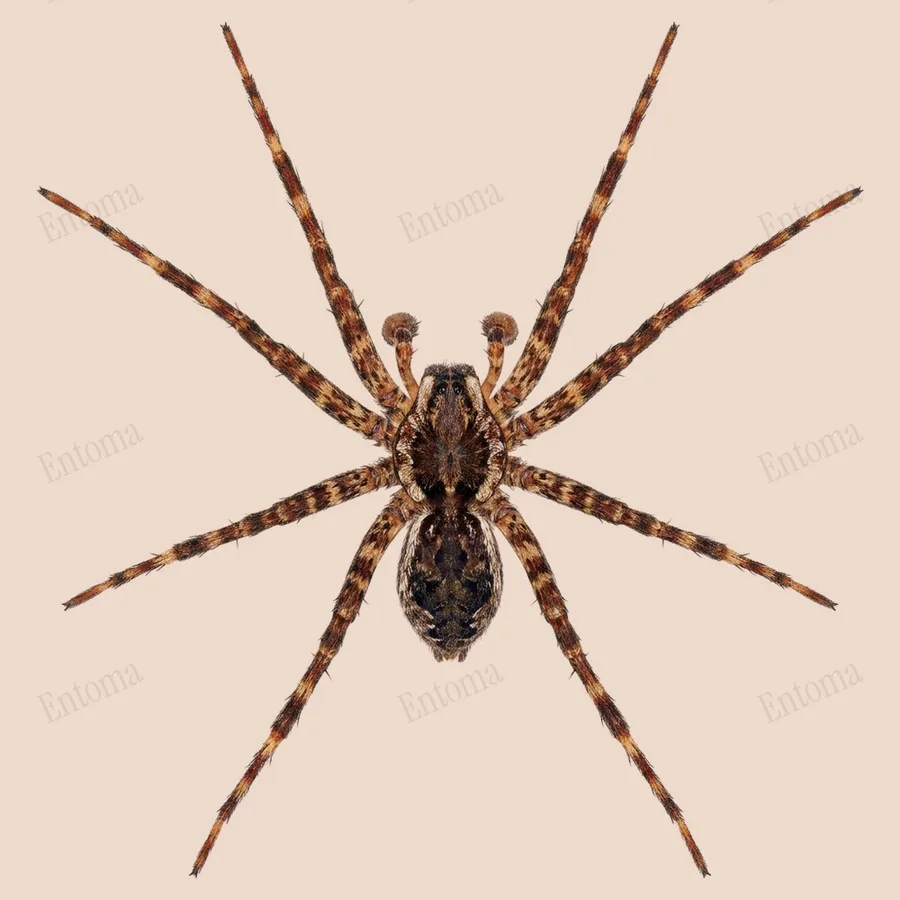 Dolomedes tenebrosus, Dolomedes tenebrosus, levha