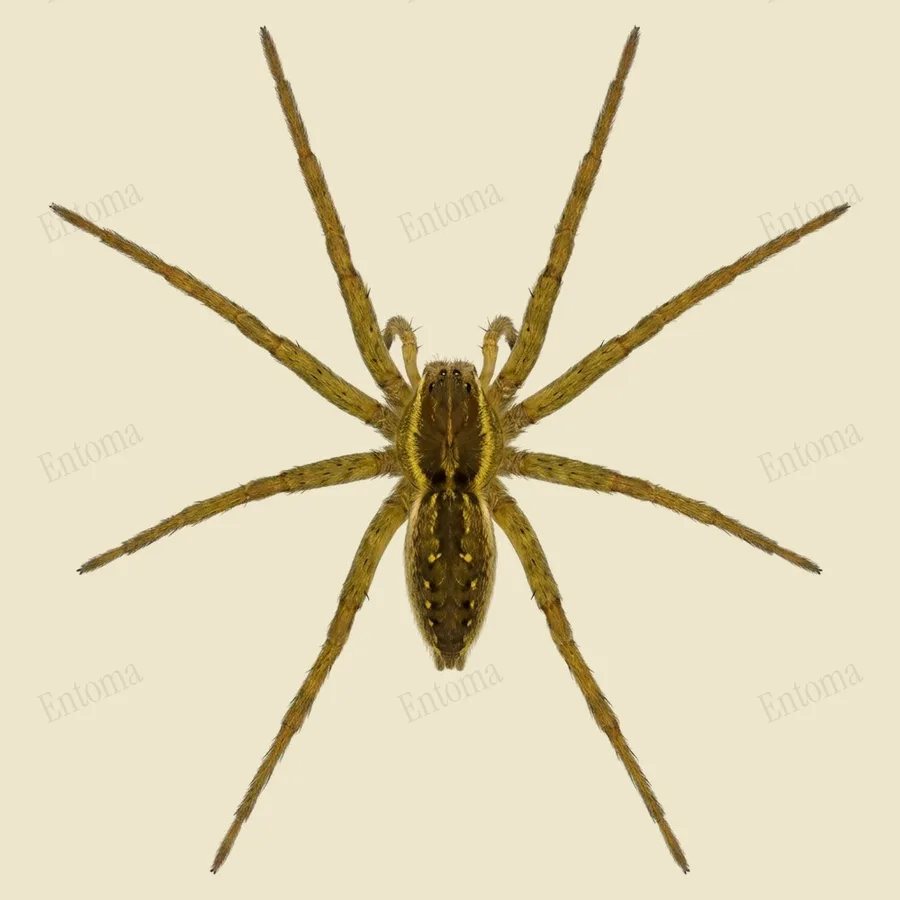 Dolomedes triton, Dolomedes triton, levha