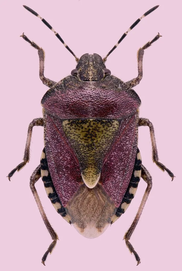 Sloe bug, Dolycoris baccarum, plate