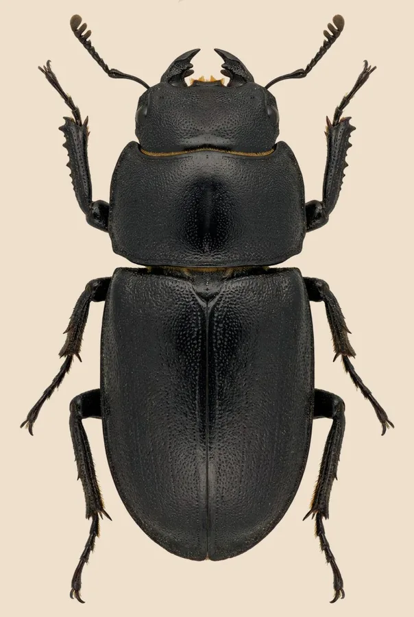 Lesser stag beetle, Dorcus parallelipipedus, plate