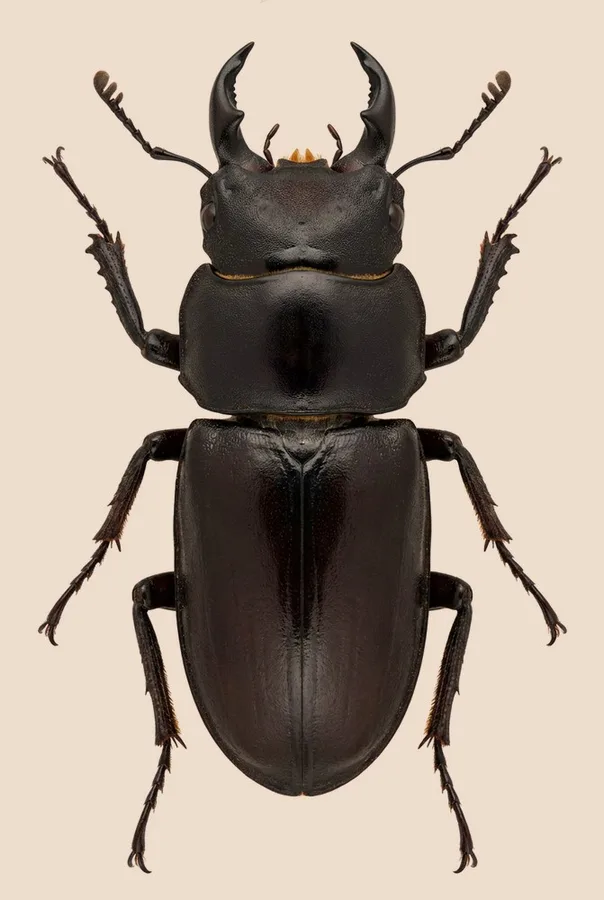 Dorcus rectus, Dorcus rectus, lámina