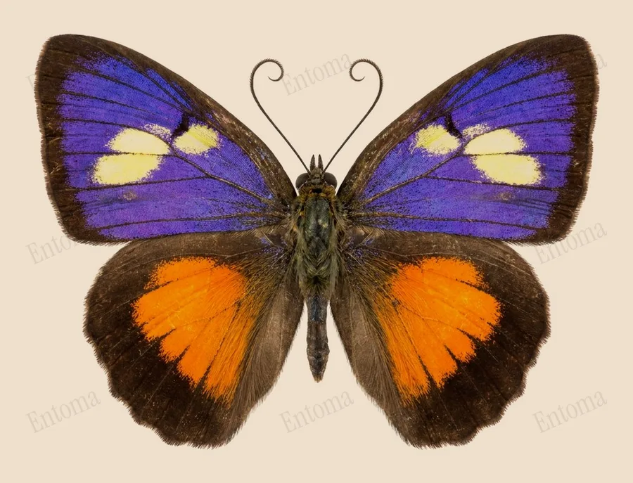 Drupadia ravindra(Drupadia ravindra) 도판