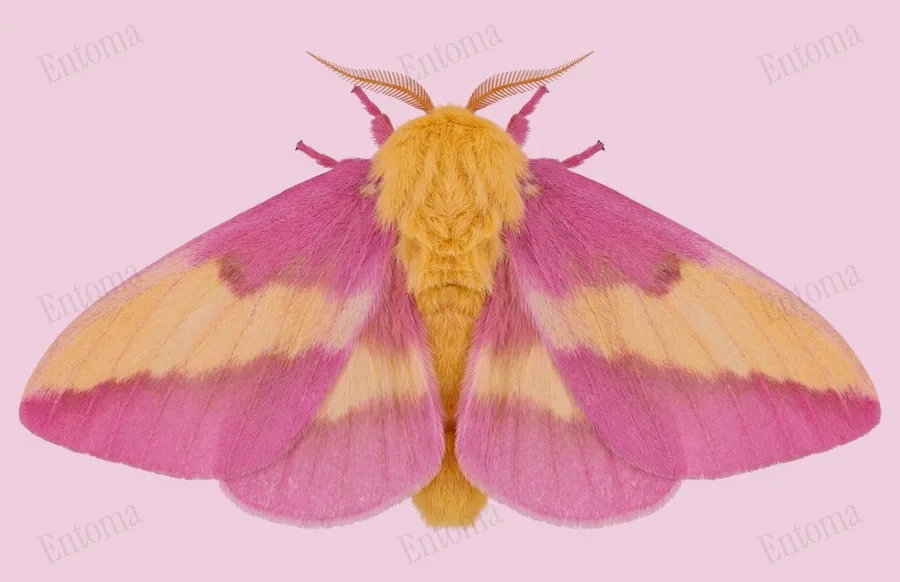 Rosy maple moth, Dryocampa rubicunda, plate