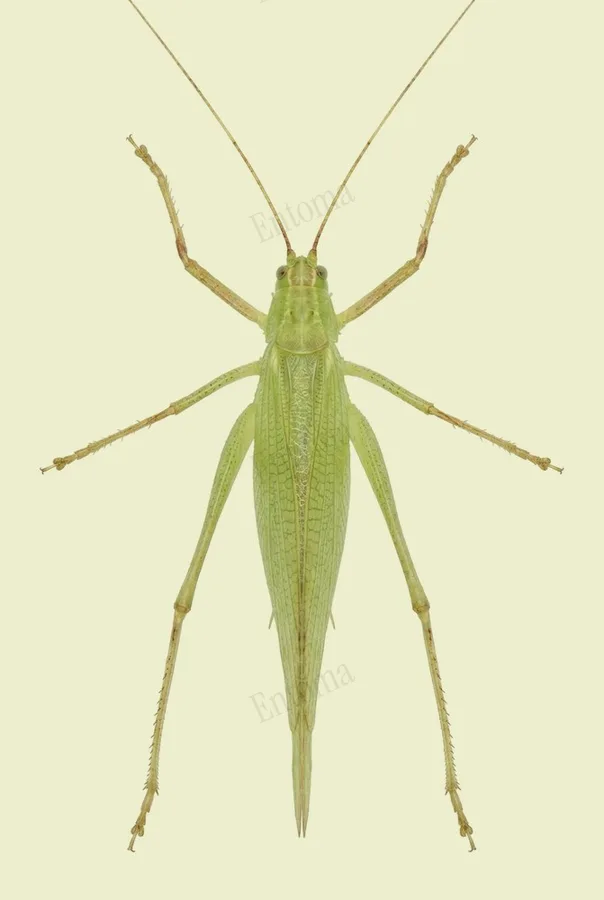 Ducetia japonica(Ducetia japonica) 도판